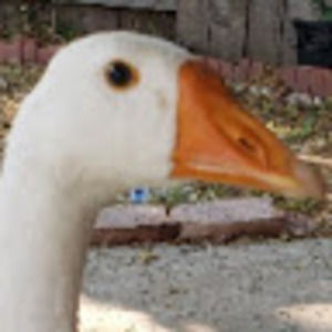 Meet your Posher, Carmen